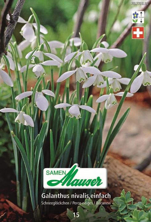 Produktbild Samen Mauser Schneeglöckchen, Galanthus nivalis einfach, 15 Zwiebeln (Rasensamen)