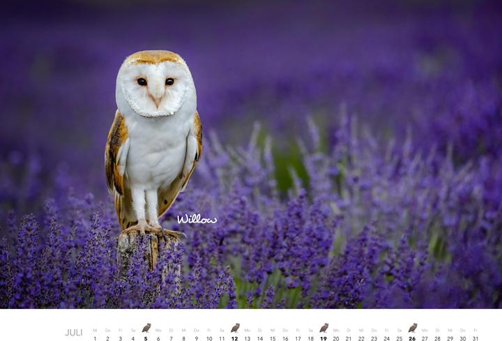 Immagine prodotto Eulen Kalender 2026 (47,5 x 33 cm)