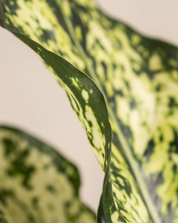 Produktbild feey Aglaonema Kiwi (25 cm, Frisch umgetopft)