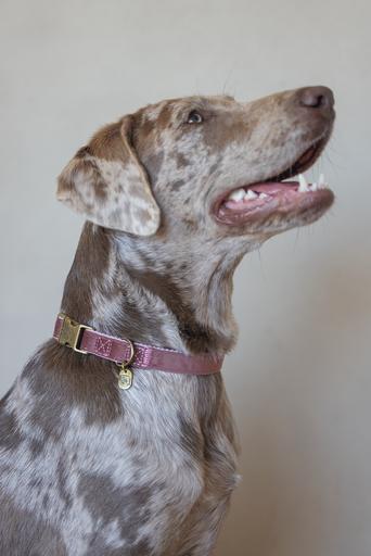 Actual product image Designed by Lotte Velura (XL, Dog, Walks)