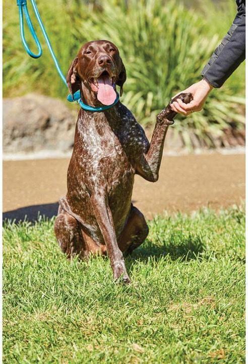 Produktbild Weatherbeeta Hundehalsband aus gerolltem Leder (XL, Hund, Spazieren)