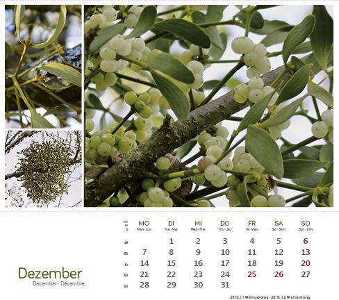 Produktbild HeilpfanzenrundumdenBodensee2026