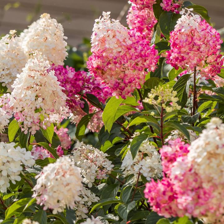 Produktbild Plant in a Box Hortensia Paniculata 'Pink Lady', 'Phantom', 'Silver Dollar' - 6er Set Hortensien (25 cm)