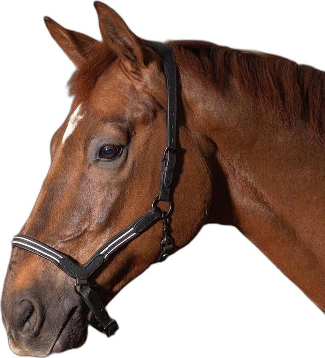 Immagine prodotto Harry's Horse Flash