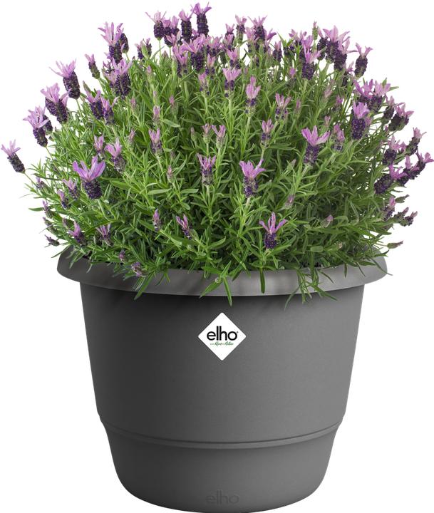 Actual product image Elho Amiga Round (39 x 29 cm)