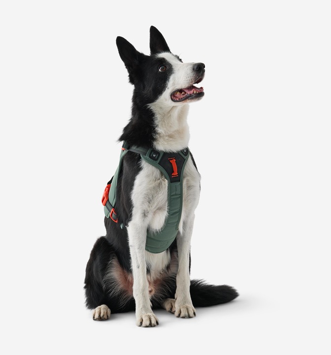 Actual product image Caperlan Hundegeschirr Wandern (S, Dog)