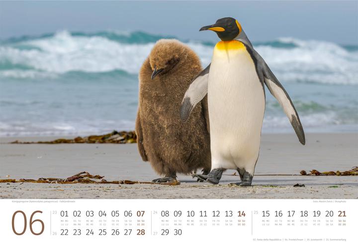 Produktbild Pinguine Kalender 2026