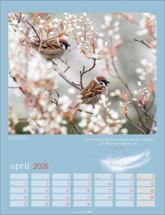 Produktbild Heimische Vögel Kalender 2026 (30 x 39 cm, Deutsch)