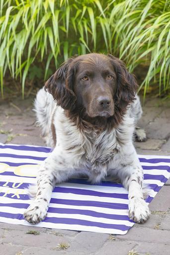 Actual product image Beeztees Hello Summer (Dog)