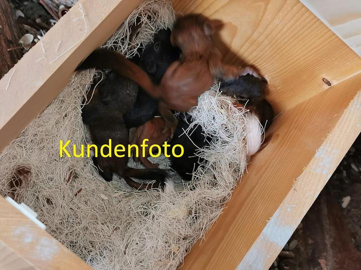 Produktbild Arbrikadrex XXXL Eichhörnchenhaus aus Vollholz