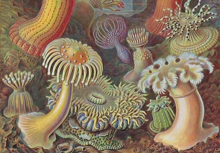 Immagine prodotto Ernst Haeckel. 40th Anniversary Edition (Tedesco, Rainer Willmann, 2020)