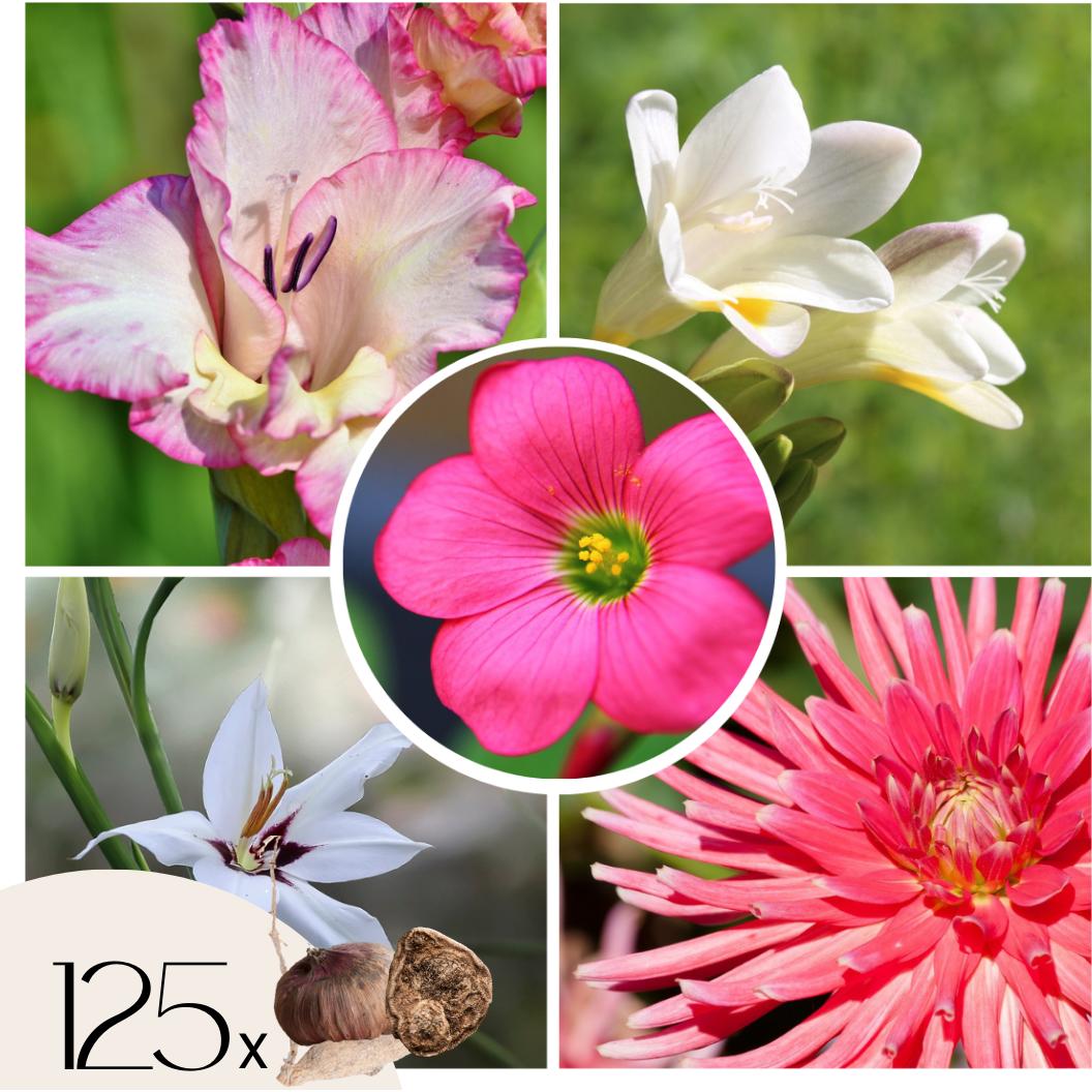 Plant in a Box, Pflanzen, Dahlia Park Princess, Gladiolen Priscilla, Freesia Enkel Wit, Oxalis Deppei Iron Cross, Gladio...