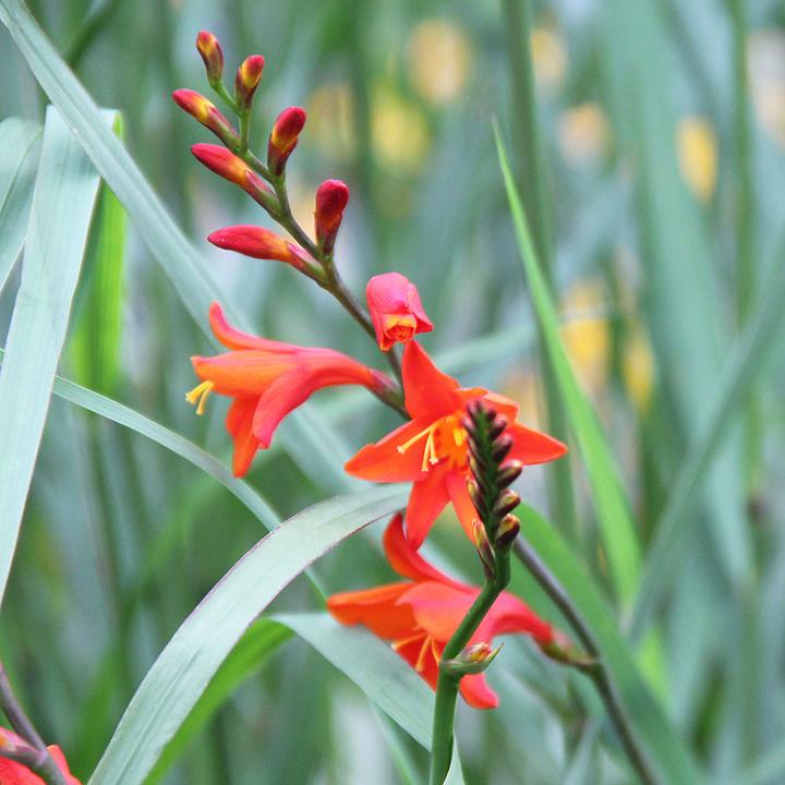 Produktbild Zulauf Crocosmia croc.(x) 'Red King' / Monbretie 'Red King' (30 cm)