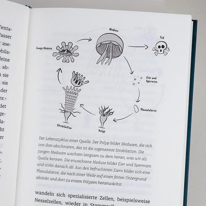 Actual product image Hanserblau Wenn Haie leuchten (German, Julia Schnetzer, 2021)