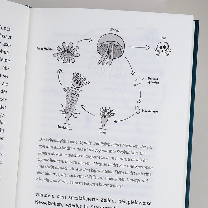 Produktbild Hanserblau Wenn Haie leuchten (Deutsch, Julia Schnetzer, 2021)