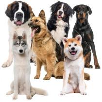 Actual product image Purlov Kühlmatte für Tiere 110x70cm 25536 (Cat, Dog)