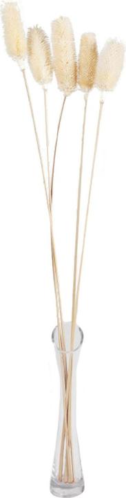 Natura Punto 5er-Set Trockenblumen weisse Distel