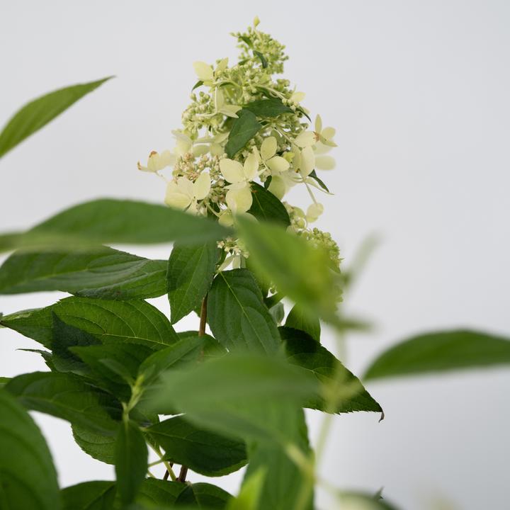 Actual product image Plant in a Box Hydrangea paniculata 'Confetti' - Hydrangea (25 cm)