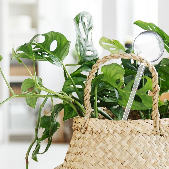 Produktbild Relaxdays Bewässerungskugel (Bewässerungskugeln)