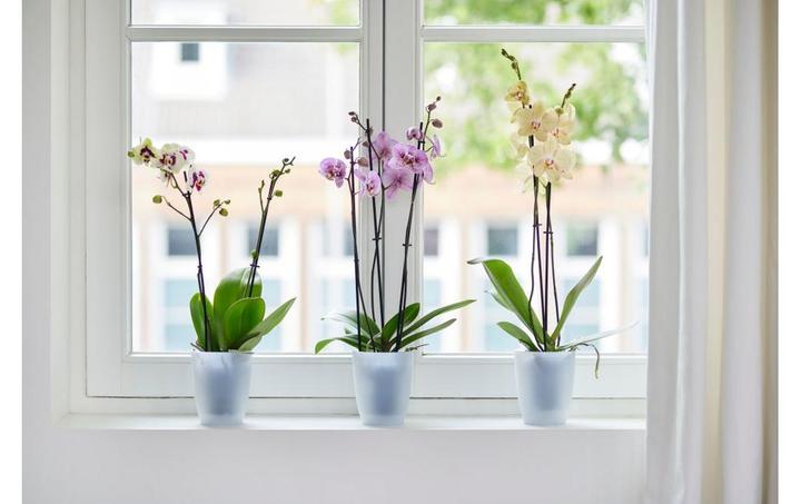 Image du produit Elho Brussels (13 x 15 cm)