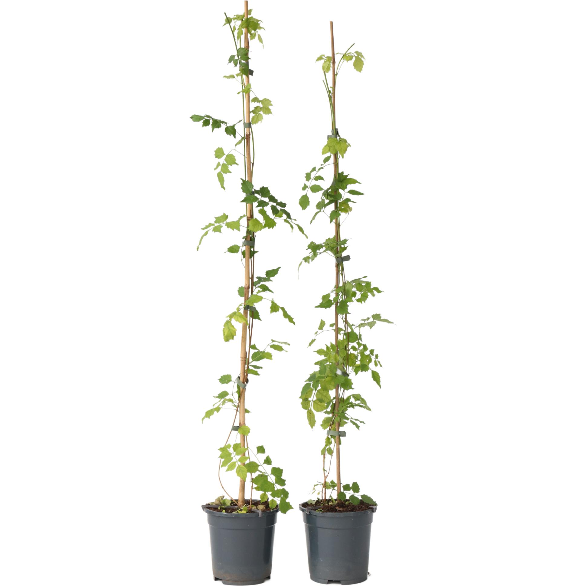 Plant in a Box, Pflanzen, Campsis radicans - 2er-Set Trompetenkletterer (110 cm)
