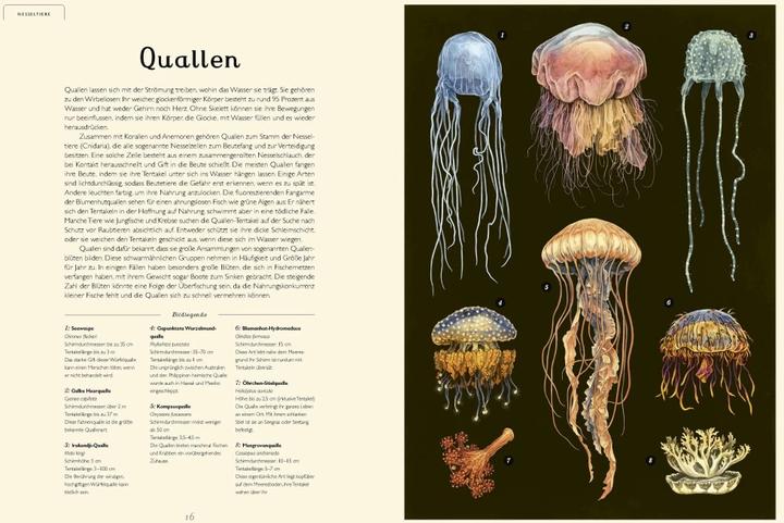 Produktbild Das Museum des Meeres (Deutsch, Loveday Trinick, Teagan White, 2021)