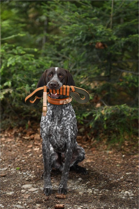Actual product image Niggeloh Welding neck (XS, Dog, Dog sport)