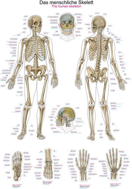 Produktbild Erler Zimmer Lehrtafel Das menschliche Skelett, 70x100cm