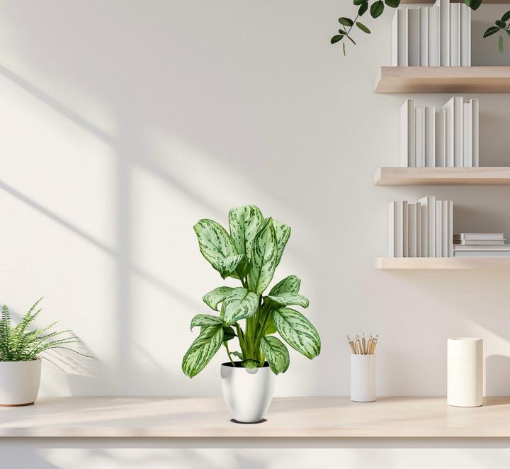 Produktbild Mahaloplants Aglaonema Maria Christina (35 cm)