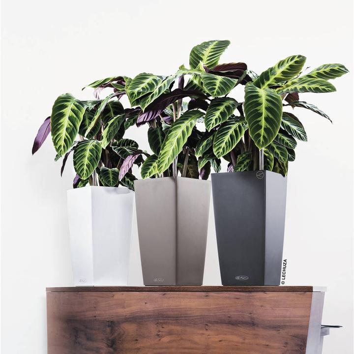 Produktbild Lechuza Cubico Color (22 cm)