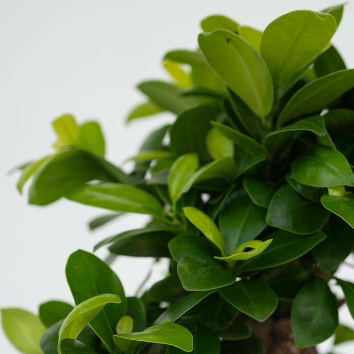 Actual product image Plant in a Box Ficus microcarpa Ginseng - Bonsai (40 cm)