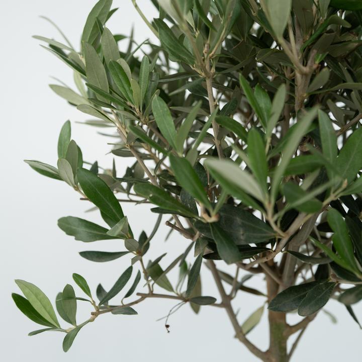 Produktbild Plant in a Box Olea Europaea - Olivenbaum (80 cm)