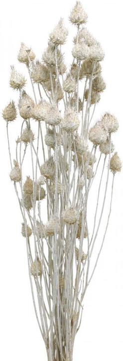 Viana Erdbeerdistel Trockenblumen für edle und geisterhafte Blumendekoration (Dried flowers)