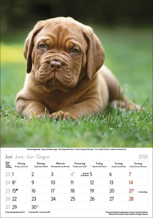 Image du produit Hunde 2026 (23,5 x 3 cm)