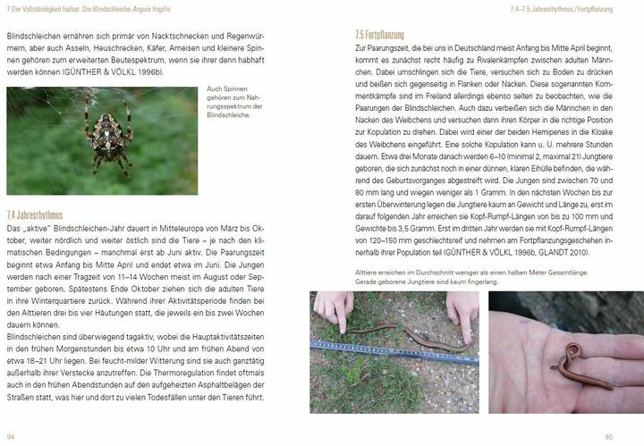 Produktbild Heimische Eidechsen im Freiland und Terrarium (Deutsch, Werner Lantermann, Yvonne Lantermann, 2017)