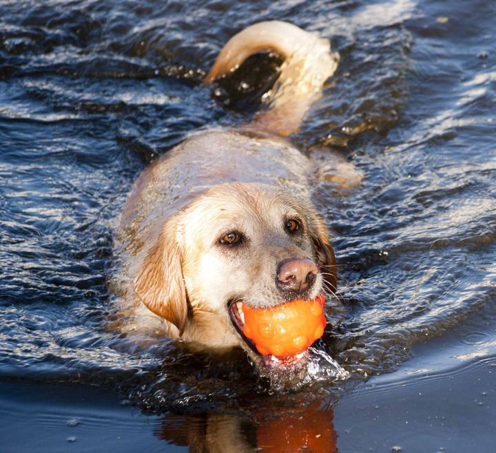 Produktbild Jolly Pets Jumper Ball Orange 10cm - (JOLL080N) (Ballspielzeug Hund)