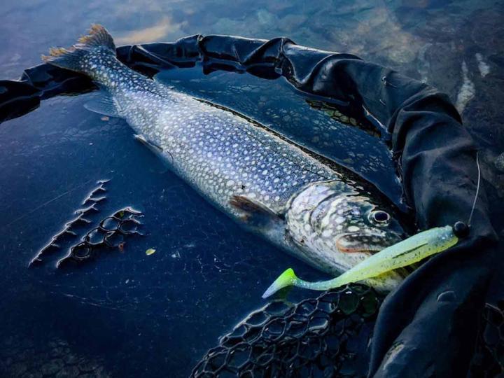 Immagine prodotto Stucki Fishing Preda Uno (5.50 cm)