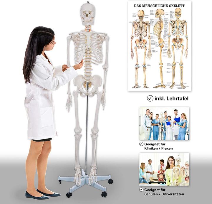 Image du produit Togu Squelette d'écolier 178 cm