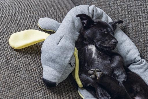 Immagine prodotto Beeztees Doggy (Giochi per cuccioli)