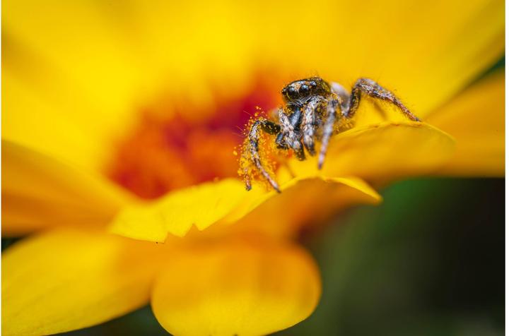 Image du produit Venus Optic 90mm f/2.8 2x Ultra Macro APO Nikon Z (Nikon Z, Plein format)