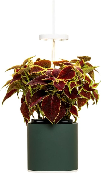 Image du produit Prêt à Pousser Pot à herbes Nano, Forest Green (13.50 cm)