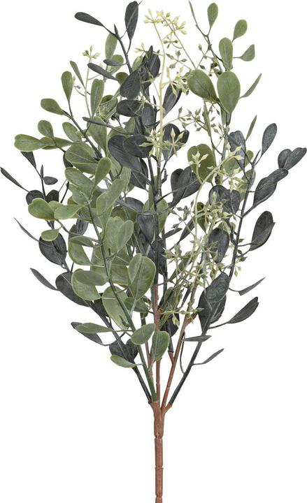 Actual product image Fiebiger Sedum (42 cm)