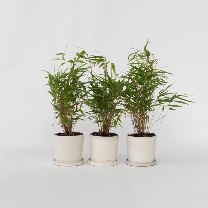 Actual product image Plant in a Box Fargesia rufa - Set of 3 umbrella bamboo (40 cm)