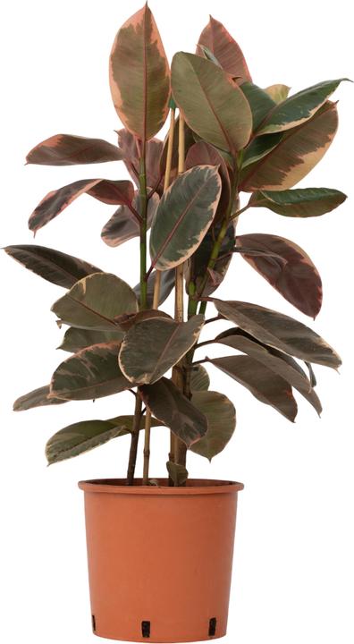 Produktbild Plant in a Box Ficus Elastica Belize - Gummibaum (75 cm)