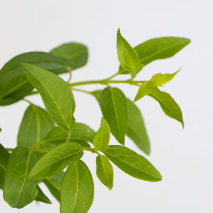 Image du produit Plant in a Box Forsythia intermedia 'Minigold' - Set de 4 forsythias (25 cm)