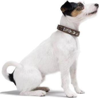 Actual product image Hunter Arizona Up Brown for dogs 32 (32, Dog, Dog sport)