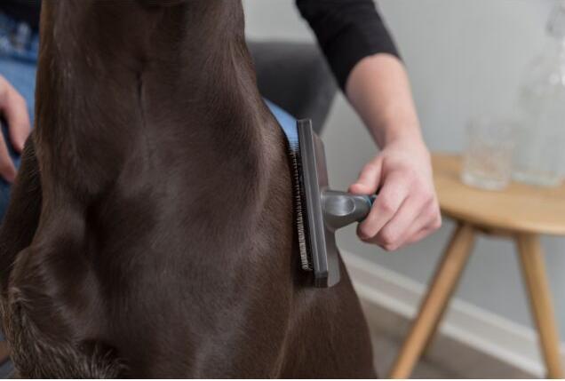 Actual product image Trixie soft brush (Dog)