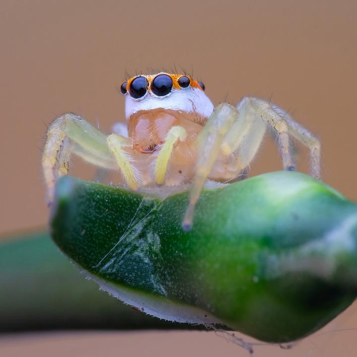 Produktbild Venus Optic Laowa 100mm f/2.8 Ultra Macro APO Canon RF (Canon RF, Vollformat)