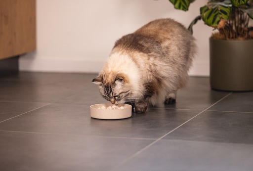 Actual product image Designed by Lotte Cat Pom (0.41 l)