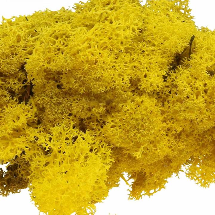 Actual product image Flowerbox Iceland moss